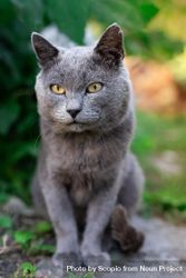 Russian blue cat with yellow eyes on green grass 48nrk0