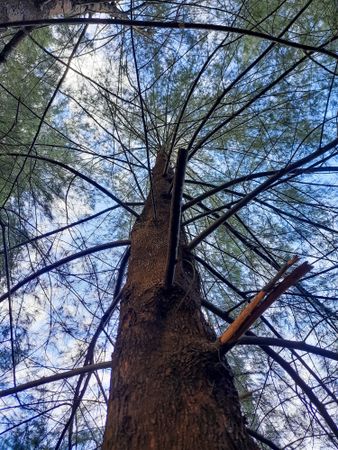 Bottom view of tall pine tree with small branches against the sky