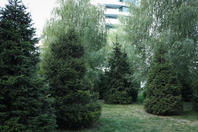 City park with spruces in bright day