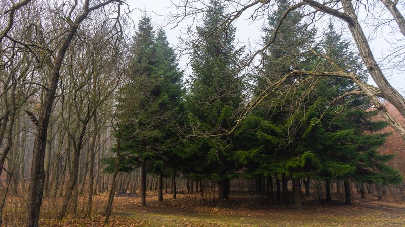 Foggy autumnal forest