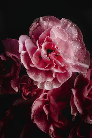 bouquet of pink carnations flowers