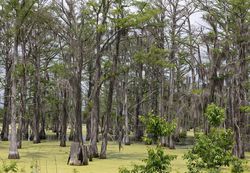 Panther Swamp National Wildlife Refuge, Yazoo City, Mississippi
