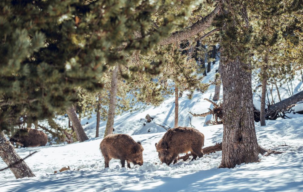 Boars pasturing between trees and snow