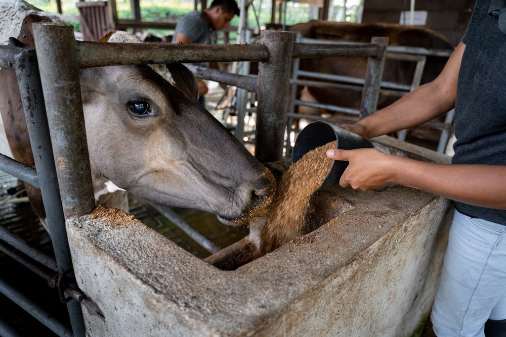 Hispanic Farmer Feeding a Cow. Close-Up