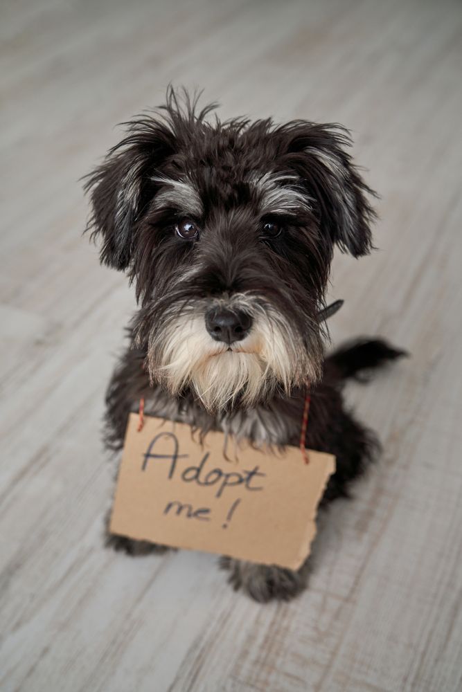 Small fluffy dog waiting for new owner