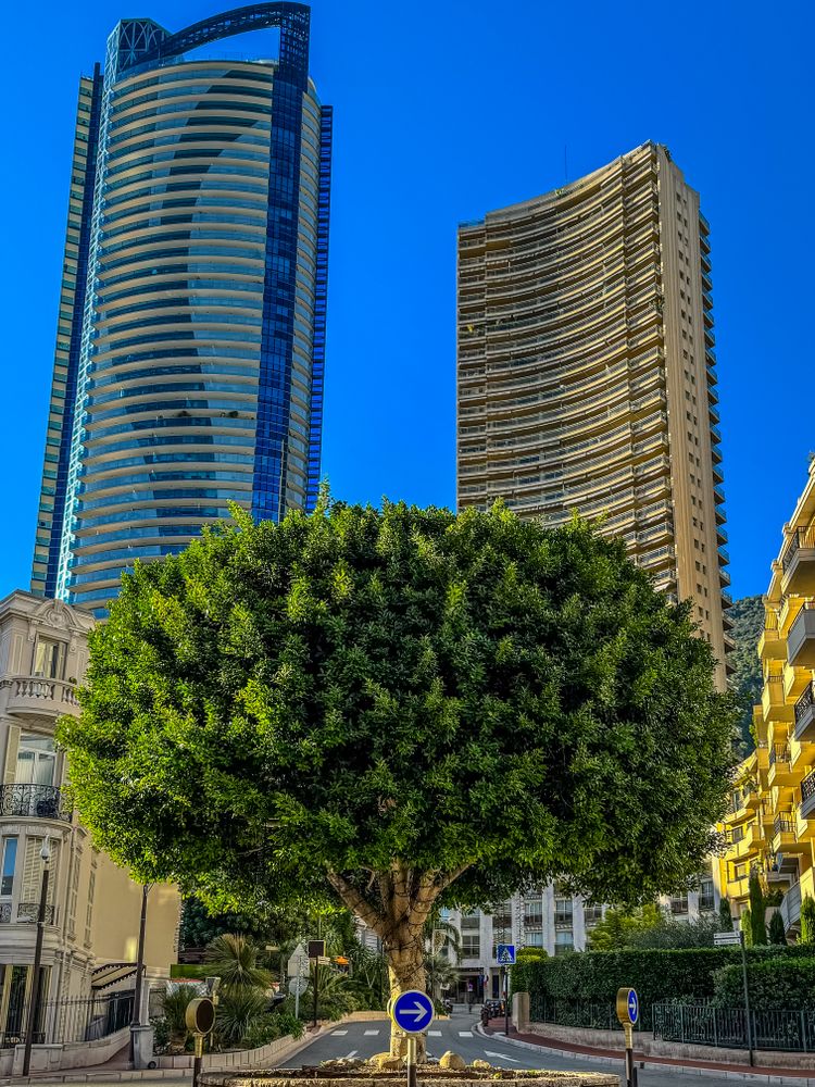 Tree on roundabout of Lacets Saint Leon