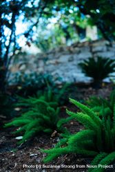 Two foxtail fern plants on a hillside in a garden with rock wall in background 41lPp5
