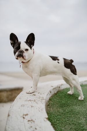 Small dog standing on rocks near sea