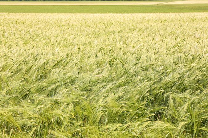 Green barley field, space for text. Agriculture