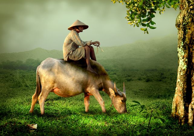 Asian farmer in conical hat sitting on a cow beside a tree