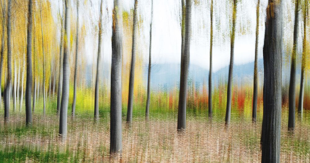 Blurred trees in forest