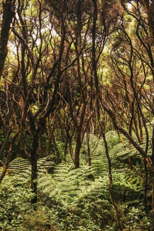 Green exotic frond at forest