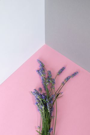 Lavender flower flat lay on a cardboard
