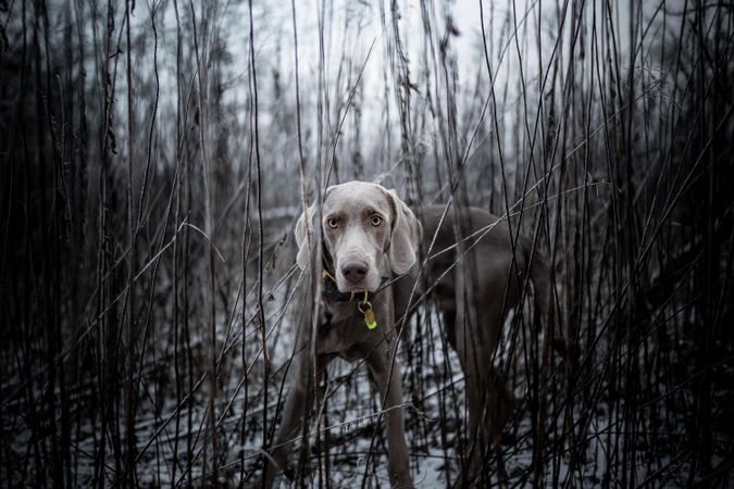 Gray dog in brown field