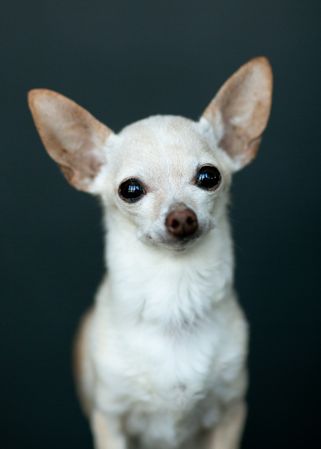 Chihuahua on dark background