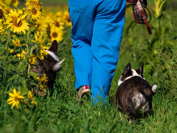 Corgi dog playing in a field of yellow sunflowers