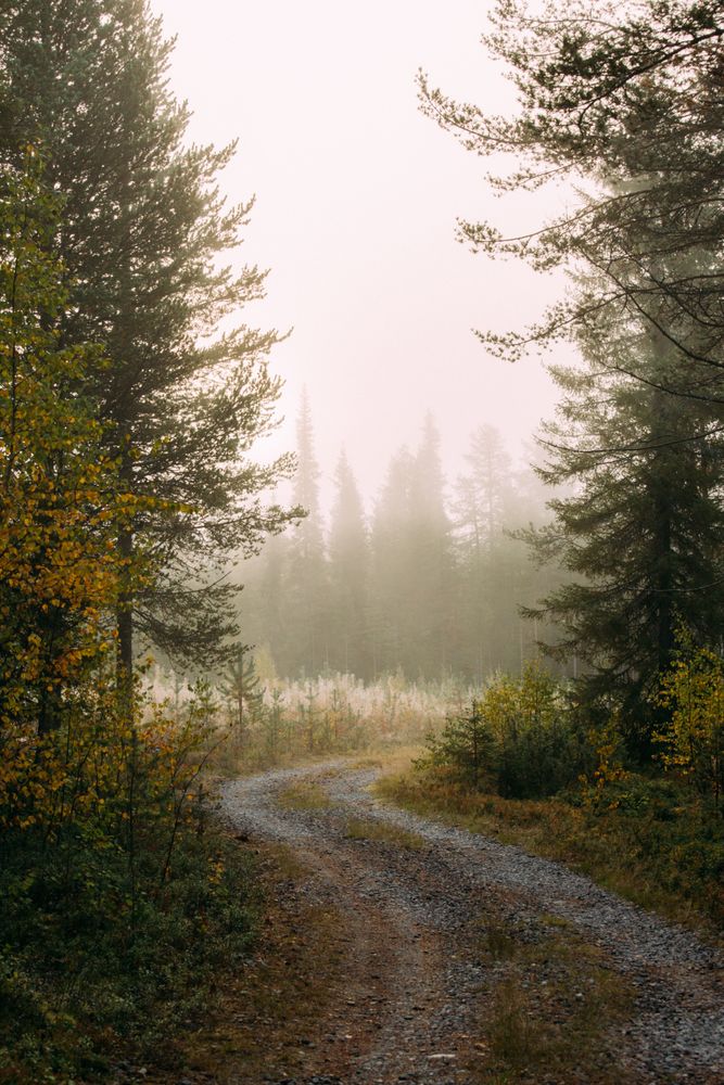 Narrow path in foggy forest
