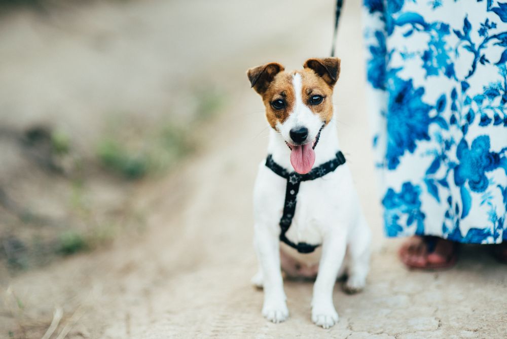 Dog with leash beside person wearing blue dress