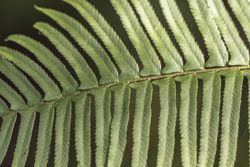 Close up of healthy green fern leaf