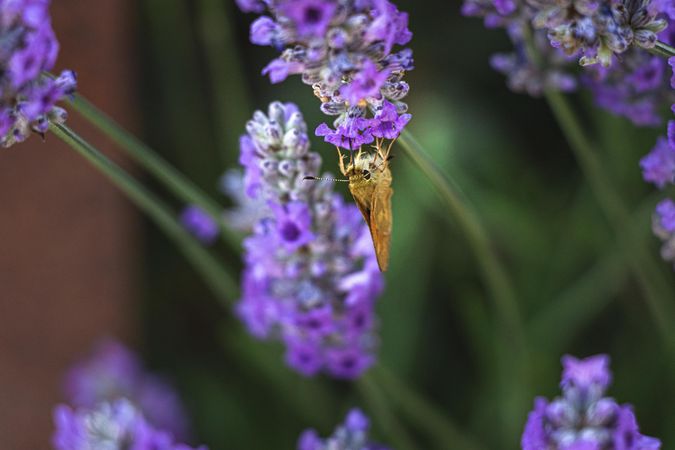 Butterfly fly hanging off purple flower