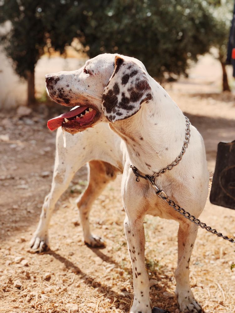 Mixed breed dog on leash outdoor