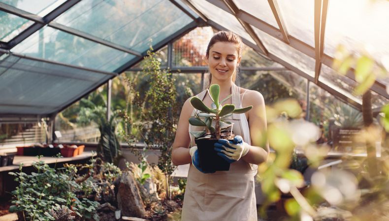 Female gardener smiling and carrying cactus plant in greenhouse
