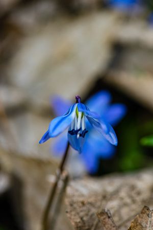 Beautiful Scilla siberica flowers in wild nature
