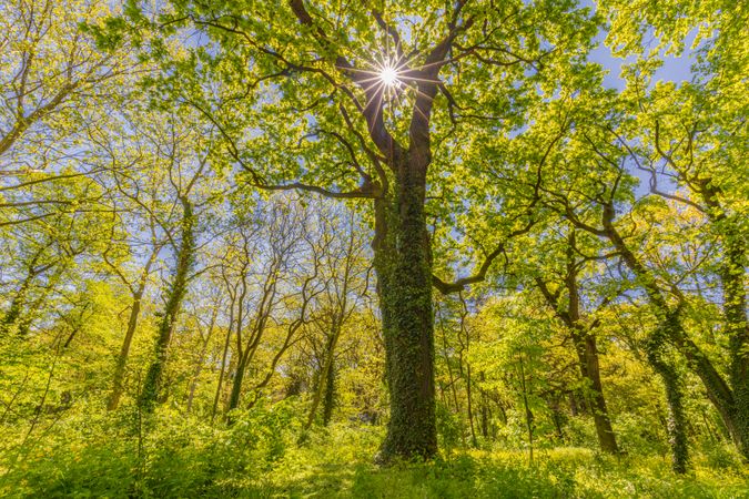 Tall tree with sun beam shining through