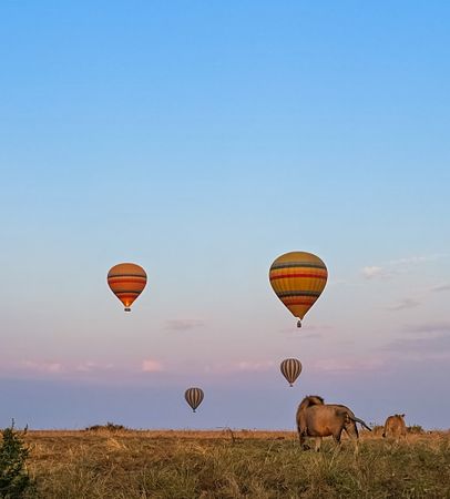 Lions walking in the savannah at sunrise with hot air balloons flying in Kenya