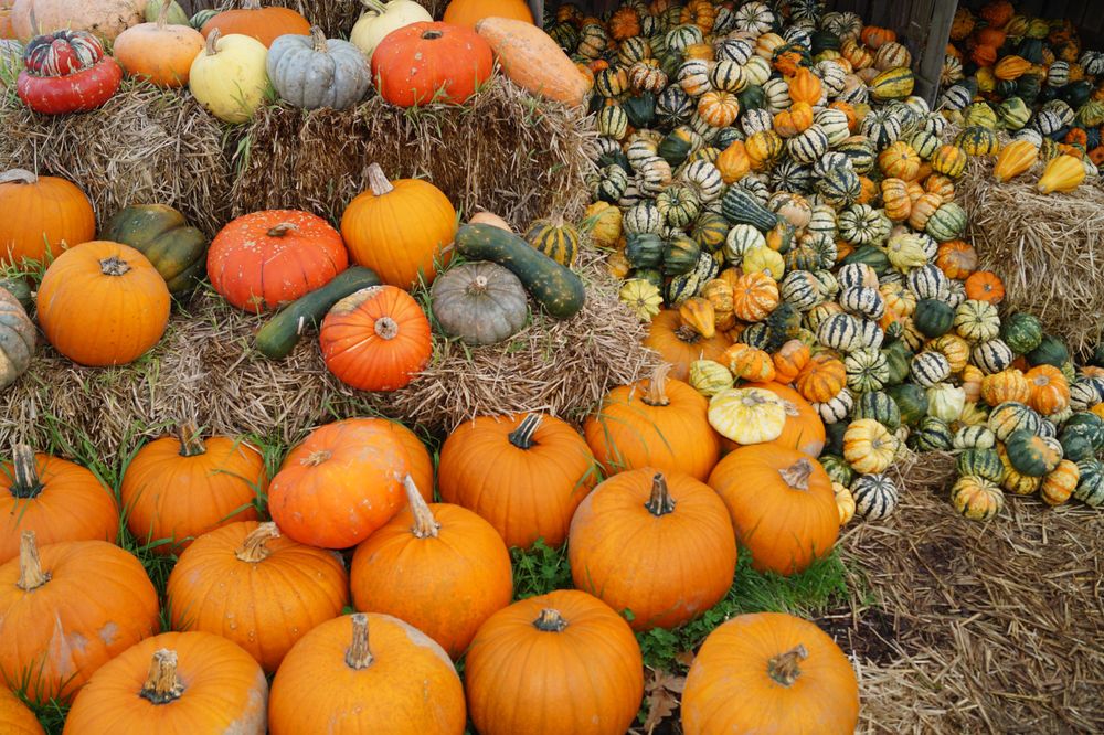 Pumpkins on brown hay