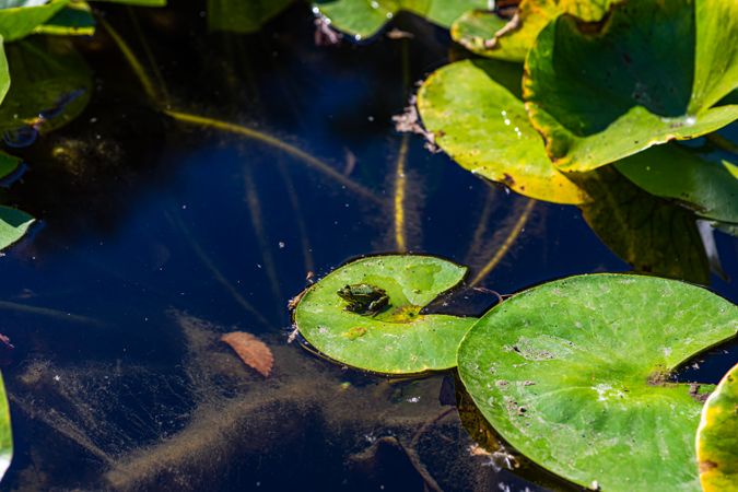 Little green frog on the lotus leave