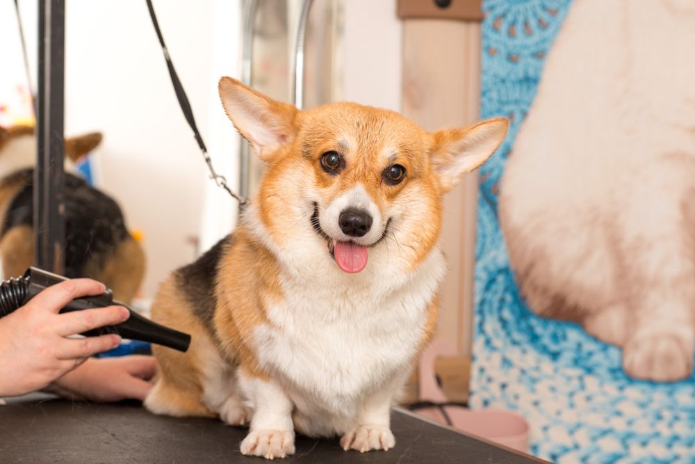 Corgi puppy getting its fur groomed