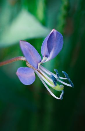 the delicate beauty of a grass flower, showcasing its slender, feathery petals and intricate structure