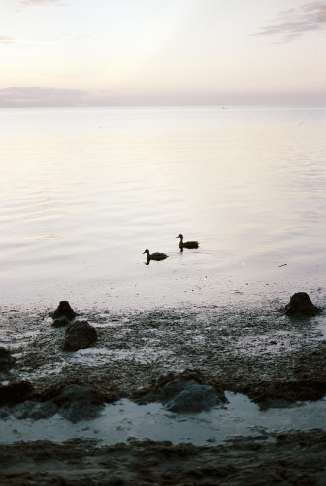 Silhouette of two duck in the sea in grayscale
