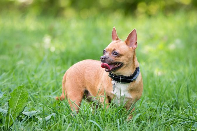 Chihuahua on green grass field with tongue out