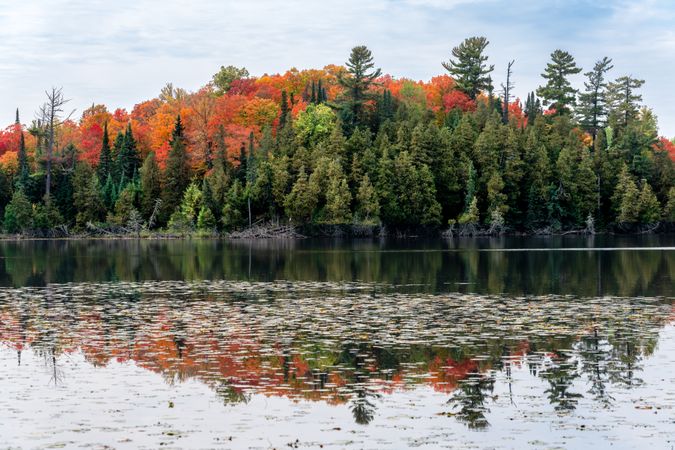 Fall colors from Chase Point Trail at Scenic State Park in Big Fork, MN