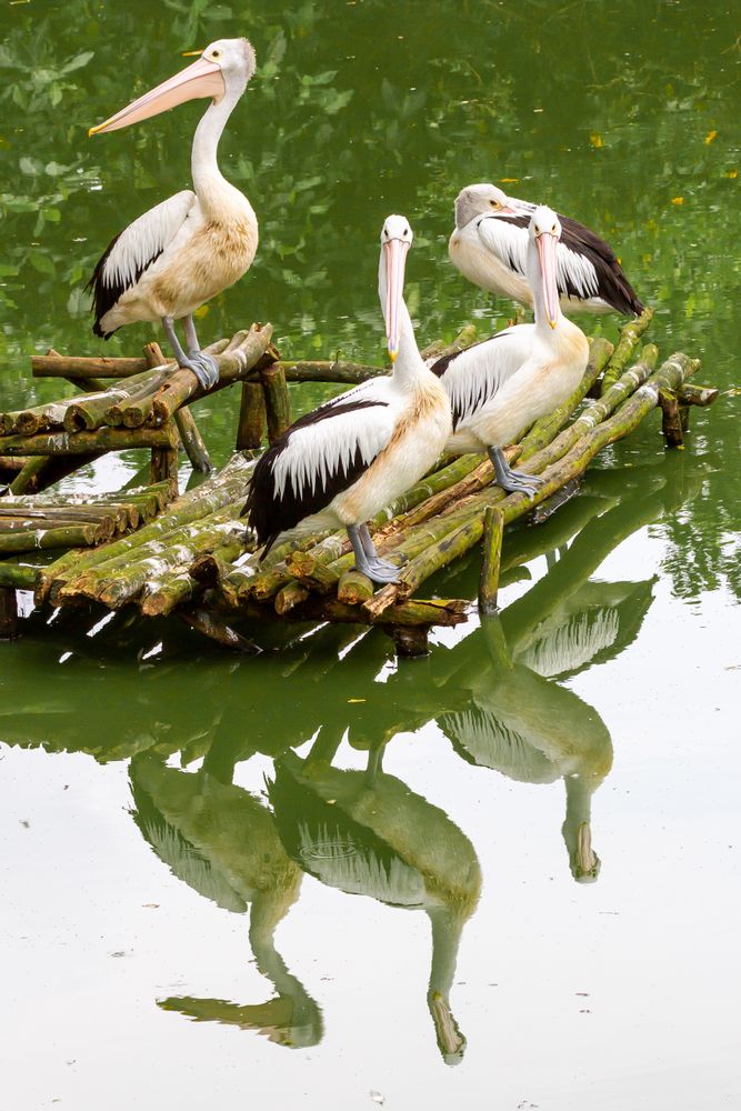 Pelican Birds