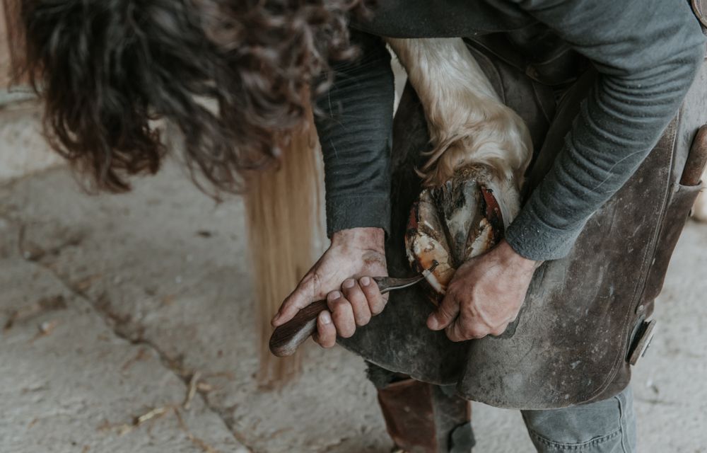 Crop farrier cleaning horse hoof