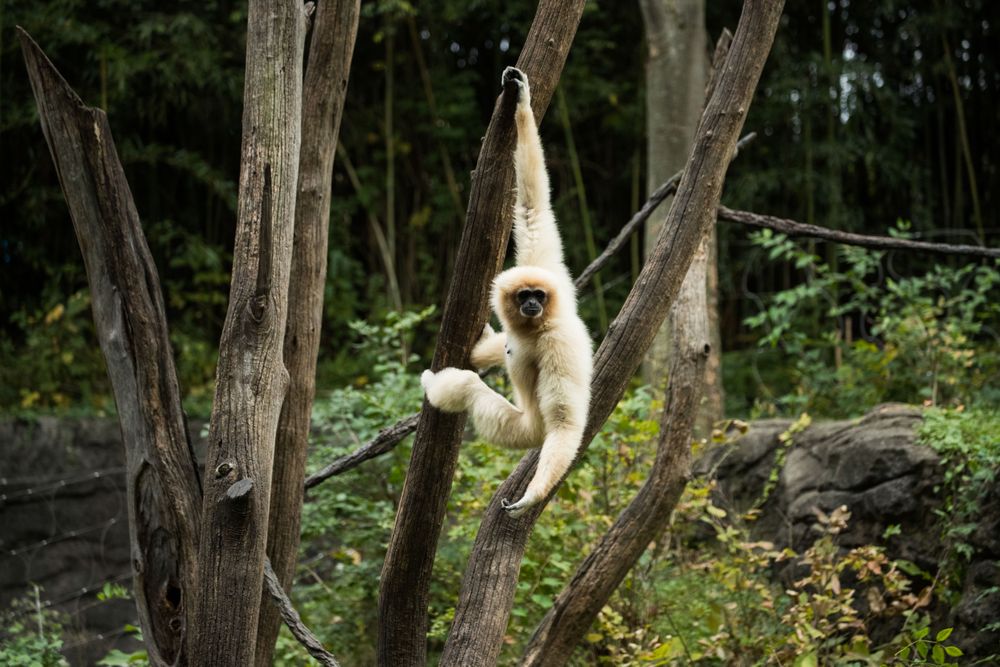 A gibbon cavorts at the Cincinnati Zoo and Botanical Garden, Cincinnati, Ohio