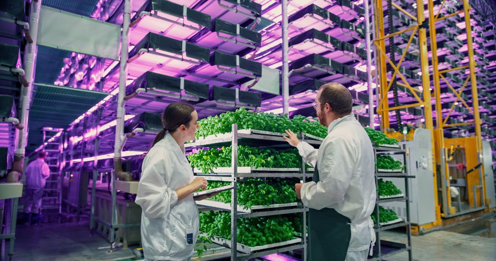 Agricultural Engineer and Female Scientist Discussing Basil Leaves Quality on Vertical Farm With Neon Led Lights. Gardening Expert Providing Technical Advice for Growing Sustainable Green Produce.