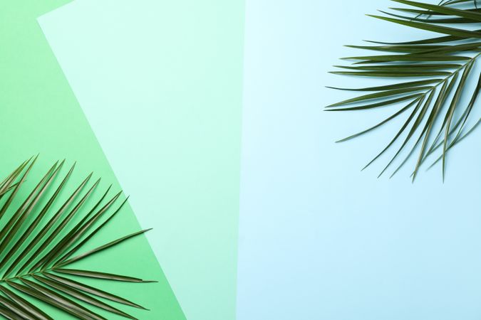 Palm branches on three tone background, space for text