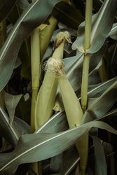 Green corn growing in field