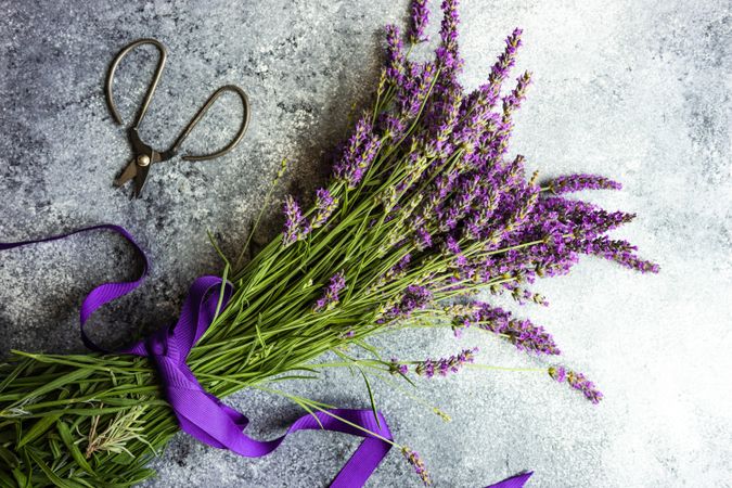 Lavender flowers wrapped in purple ribbon on counter with shears