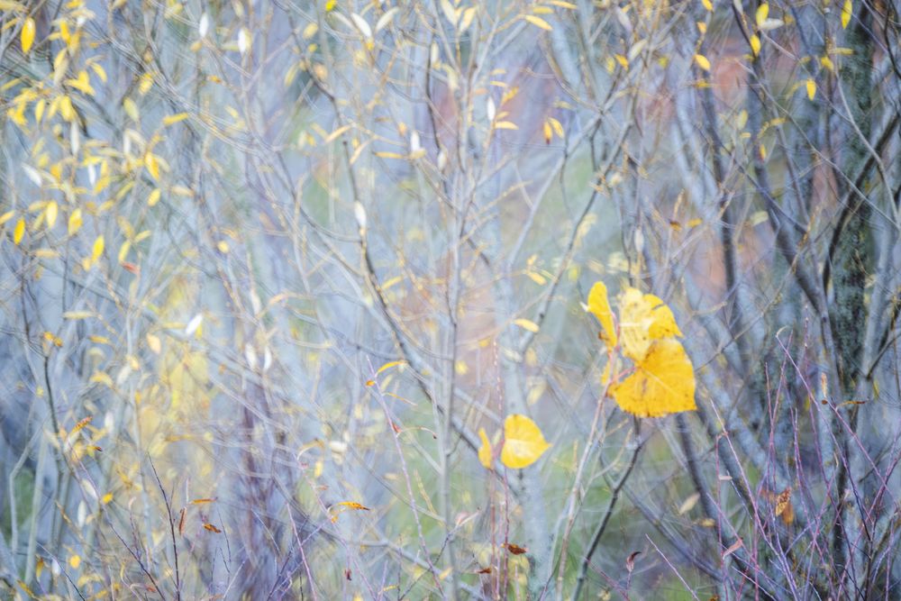 Blurred trees in forest
