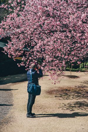 Back view of a man taking photo of cherry blossom trees in Shinjuku Gyoen Park in Tokyo, Japan