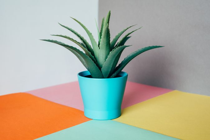 Aloe vera plant in a multicolor background