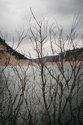 Leafless bush near lake