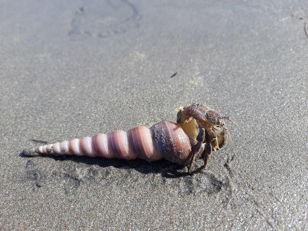 Hermit Crab in Spiral Shell on Sandy Beach Close-Up