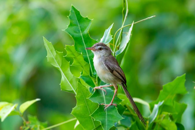 Prinia Bird