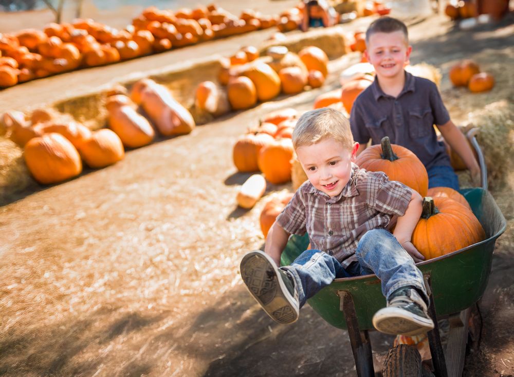 Two Little Boys Playing in Wheelbarrow at the Pumpkin Patch on a Sunny Fall Day..
